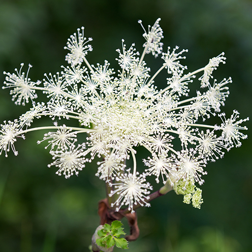 Angelica pubescens