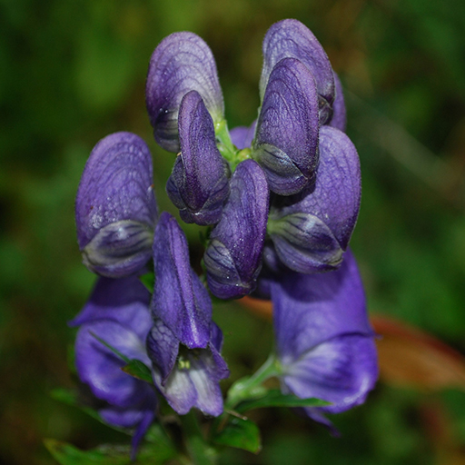 Monkshood