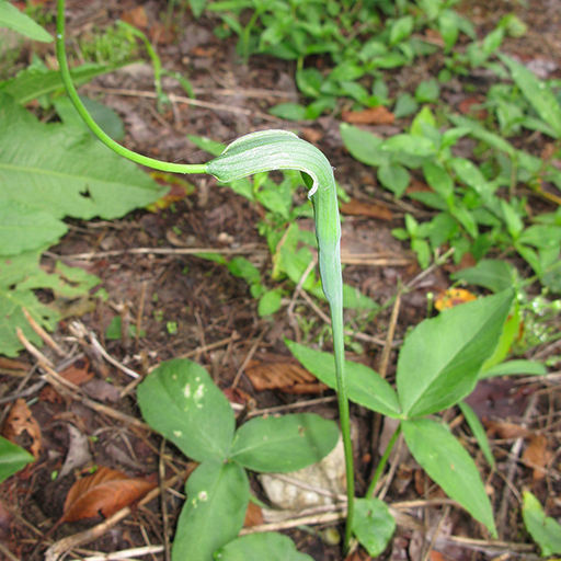 Pinellia ternata