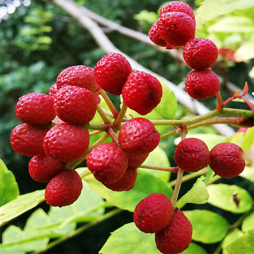 Japanese pepper