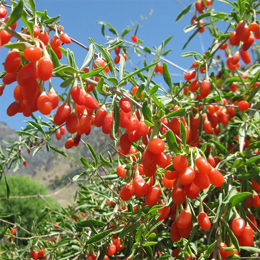 goji-berry-plant