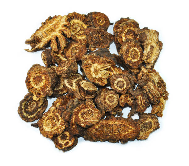 notopterygium root