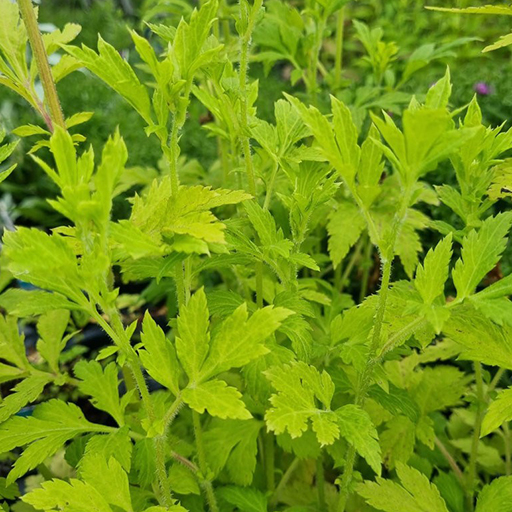 white mugwort